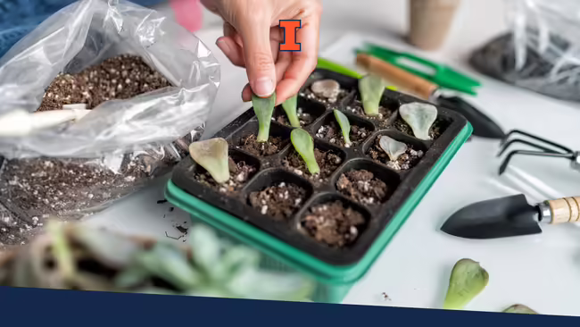 A woman gardening at home and putting succulent leaves into potting soil.
