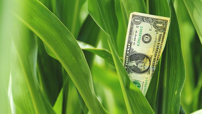 dollar bill in corn plant