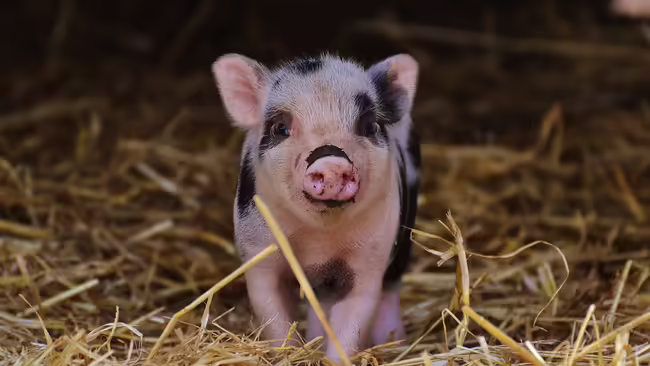 pig