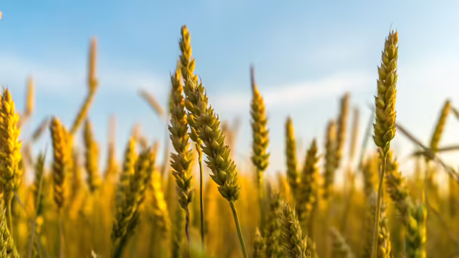 wheat