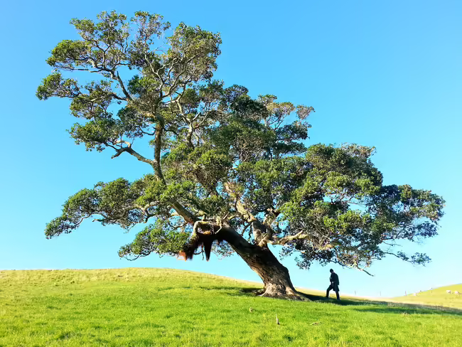 person standing under a tree