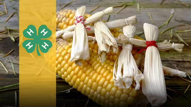 4-H Clover over photo of corn and cornhusk dolls