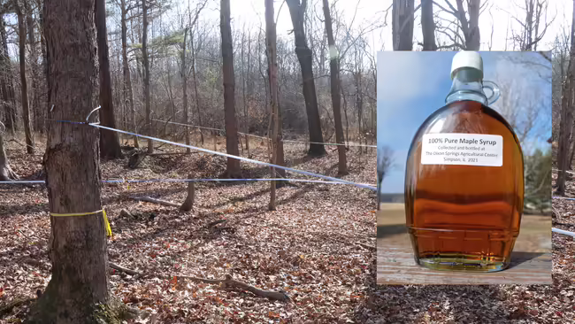 A bottle of maple syrup in front of a maple forest