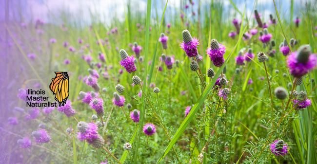 Photo of purple prairie wildflowers