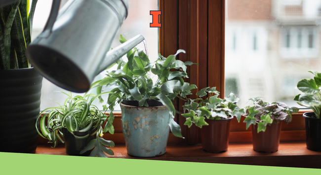 Small potted plants sitting on a window ledge being watered.