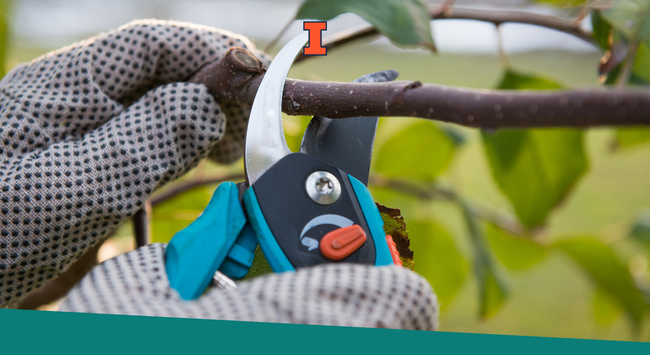Pruning a fruit tree with a small pair of pruning shears.