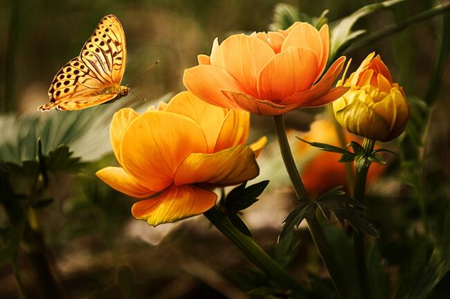 A butterfly and two flowers. 