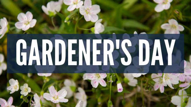Gardener's Day. White and pink spring beauty flowers and green foliage. 
