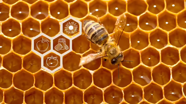 bee on a honeycomb