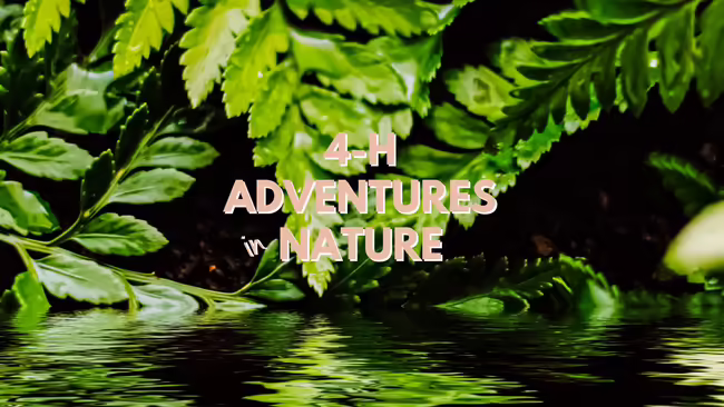 fern leaf dipping into water