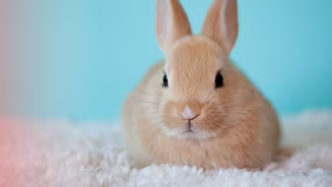 bunny on a fluffy blanket