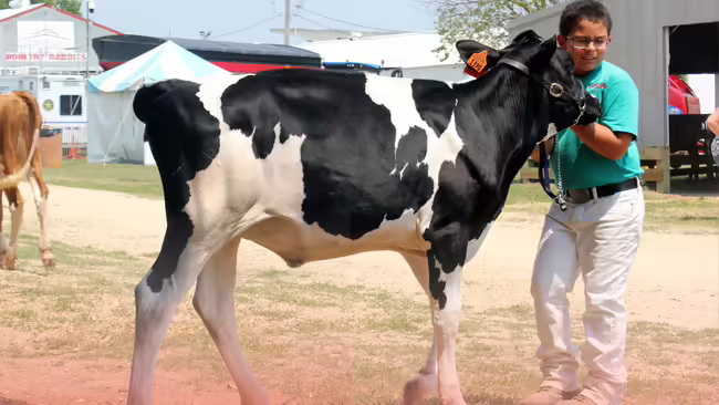 youth leading a cow