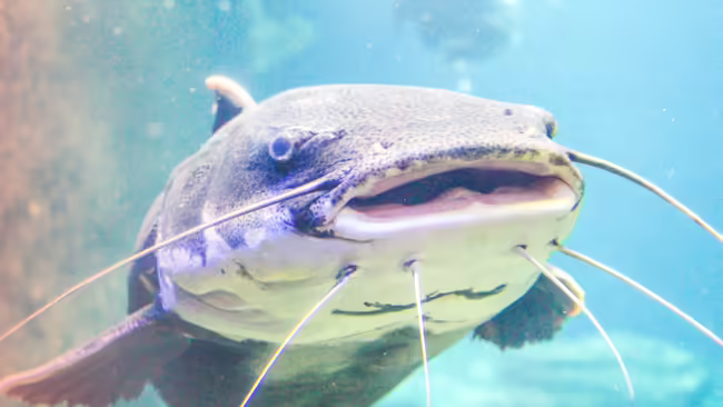 channel catfish close-up