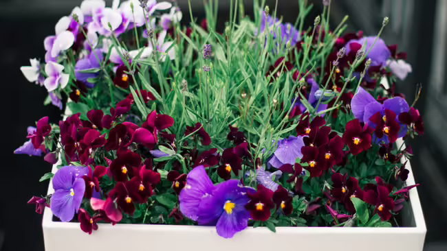 flowers in container