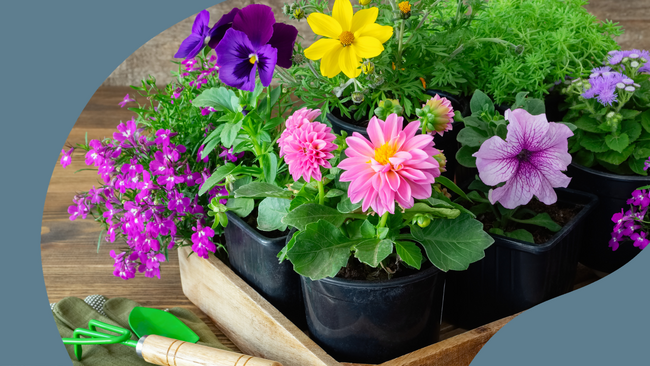 colorful flowers in pots with green hand shovel and rake