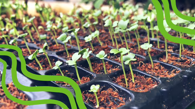 seed tray filled with small green seedlings