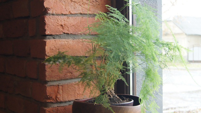 A potted plant with fern like branches sits next to a window and a brick backdrop