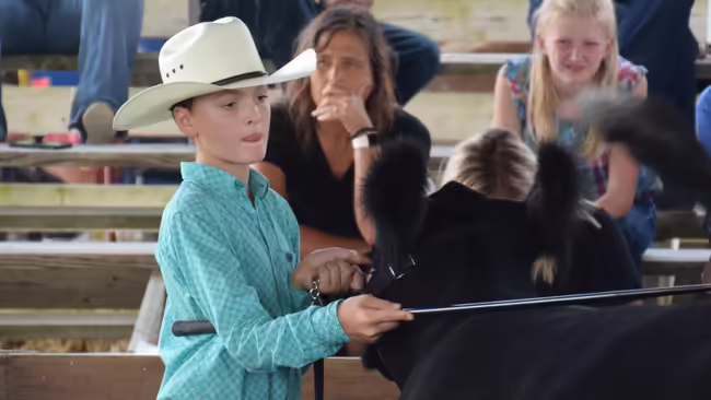 boy showing a heifer