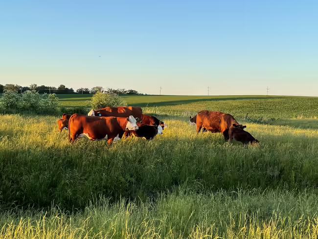 cattle grazing