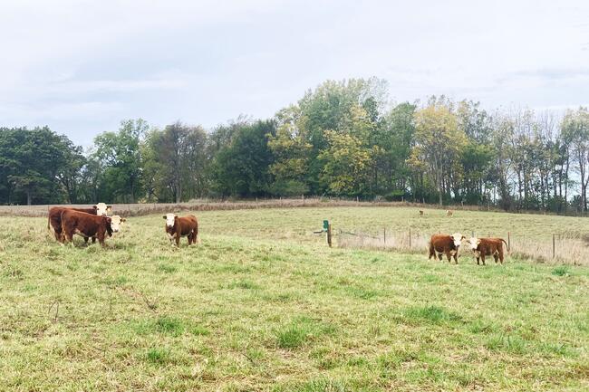 mini Herefords on pasture