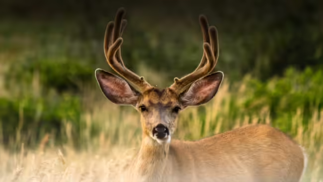 A Deer standing in a field.