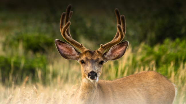 A Deer standing in a field.