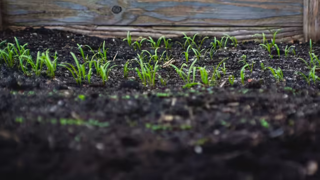seedlings