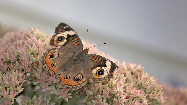 moth on autum sedum