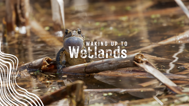 "Waking Up to Wetlands" A toad is singing in a wetland at Homer Lake Forest Preserve.