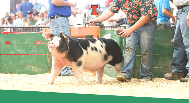A 4-H member showing his pig at a 4-H Swine Show.