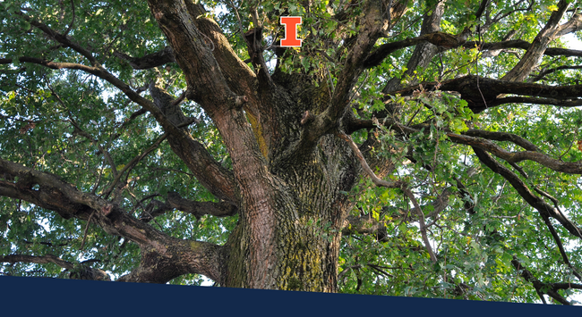 Look up through an oak tree.