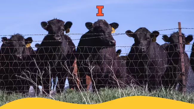 A heard of cows inside a fence.