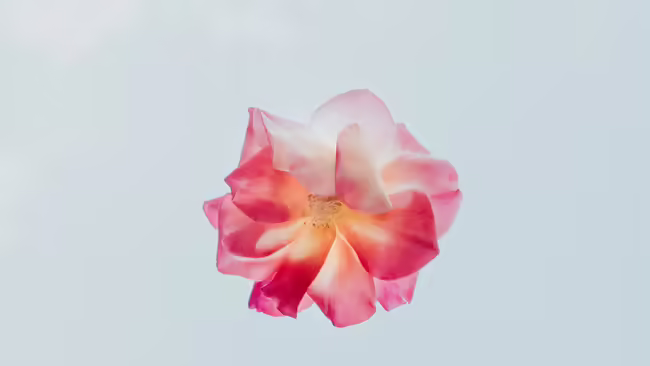 pressed pick pansy flower