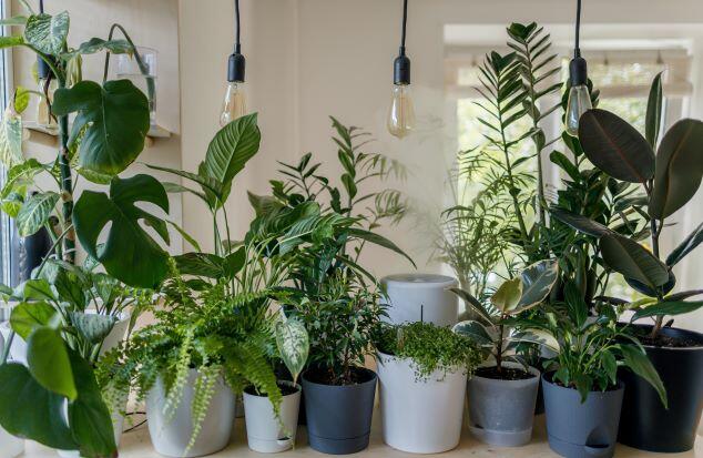Potted plants with lights hanging down