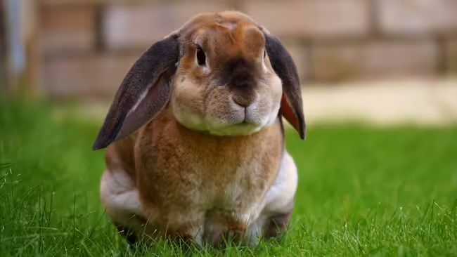 rabbit