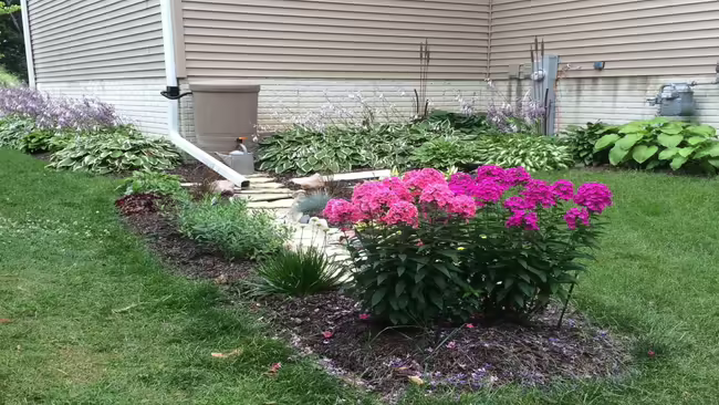 downspout with rain garden plants