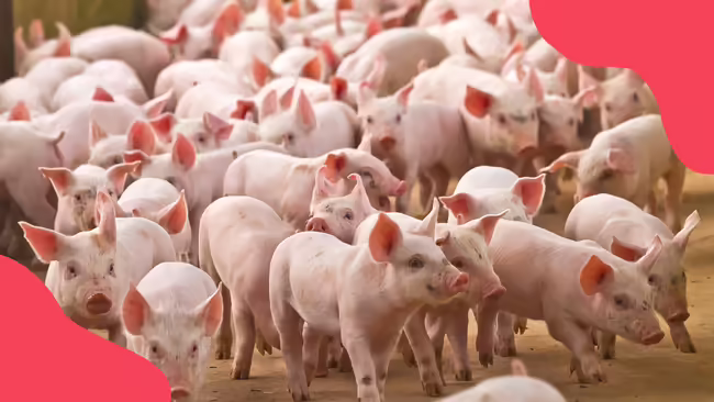 Pigs gathered in a barn together.