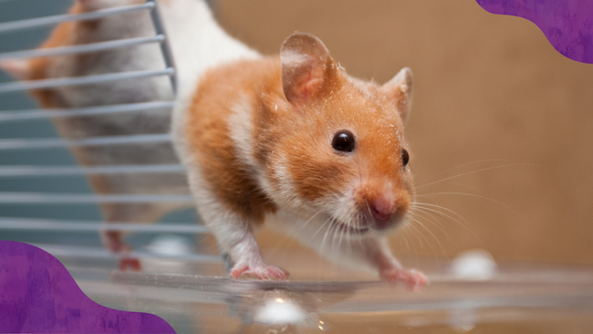 A hamster coming out of a hamster wheel.
