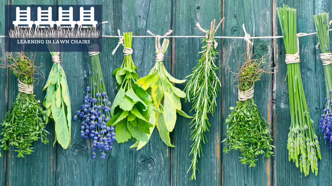 herbs hanging on the wall drying