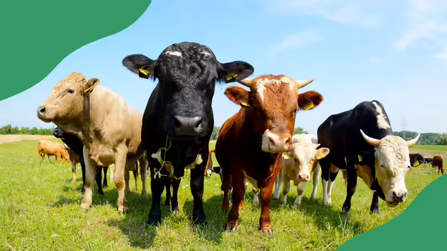 Cows standing in a field
