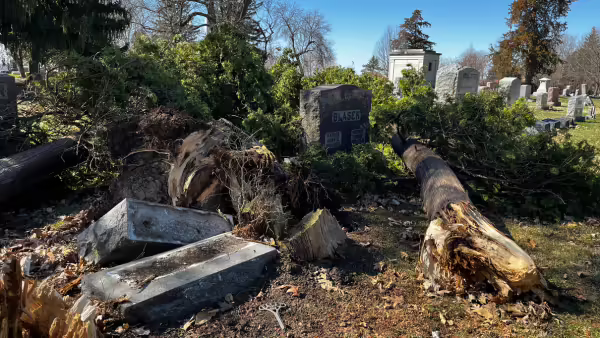 felled tree on gravestone at Chippiannock Cemetery