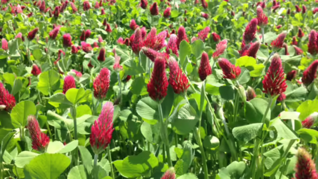 A field of crops