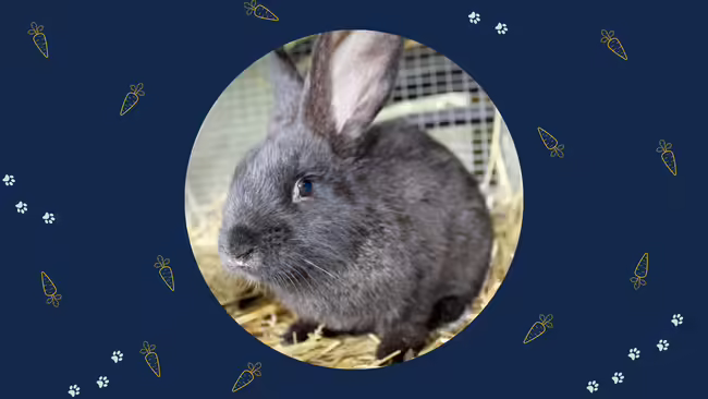 gray rabbit in a circle with blue border