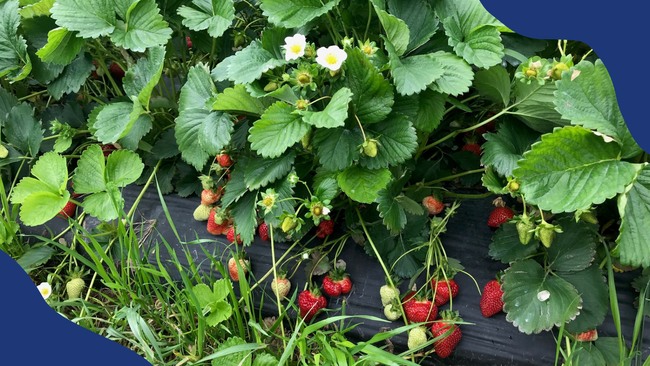 Strawberries being grown using plasticulture production.