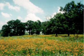 Oak Tree Savannah