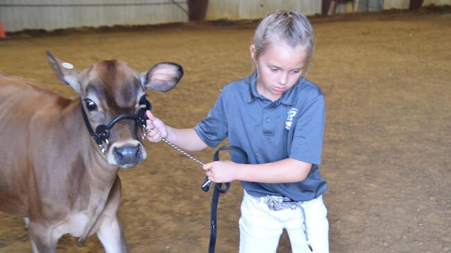girl showing a dairy heifer