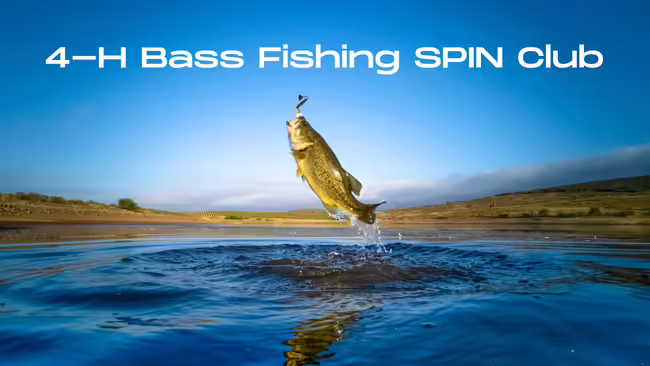bass fish on a line being pulled out of the water