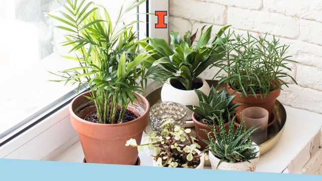 A variety of green houseplants stilling on a window ledge