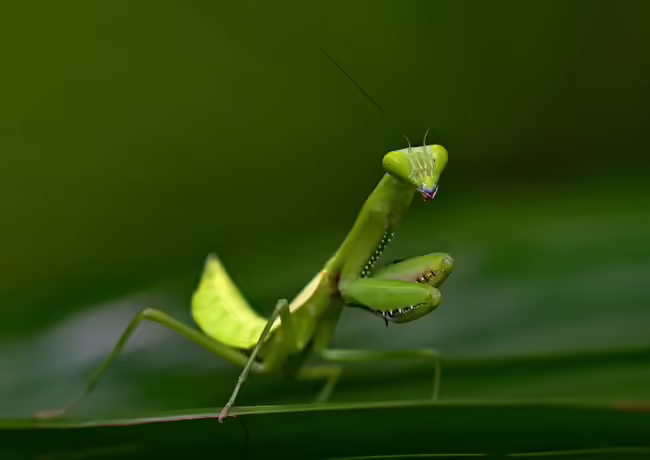 Praying mantis