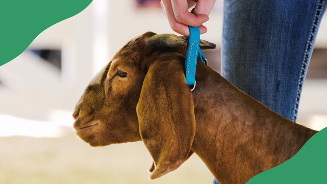 A goat being held by a collar at a fair.